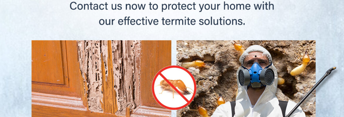 Termite Control Services in Hyderabad