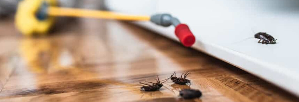 Cockroach Pest Control Hyderabad
