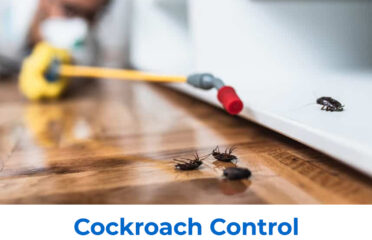 Cockroach Pest Control Hyderabad
